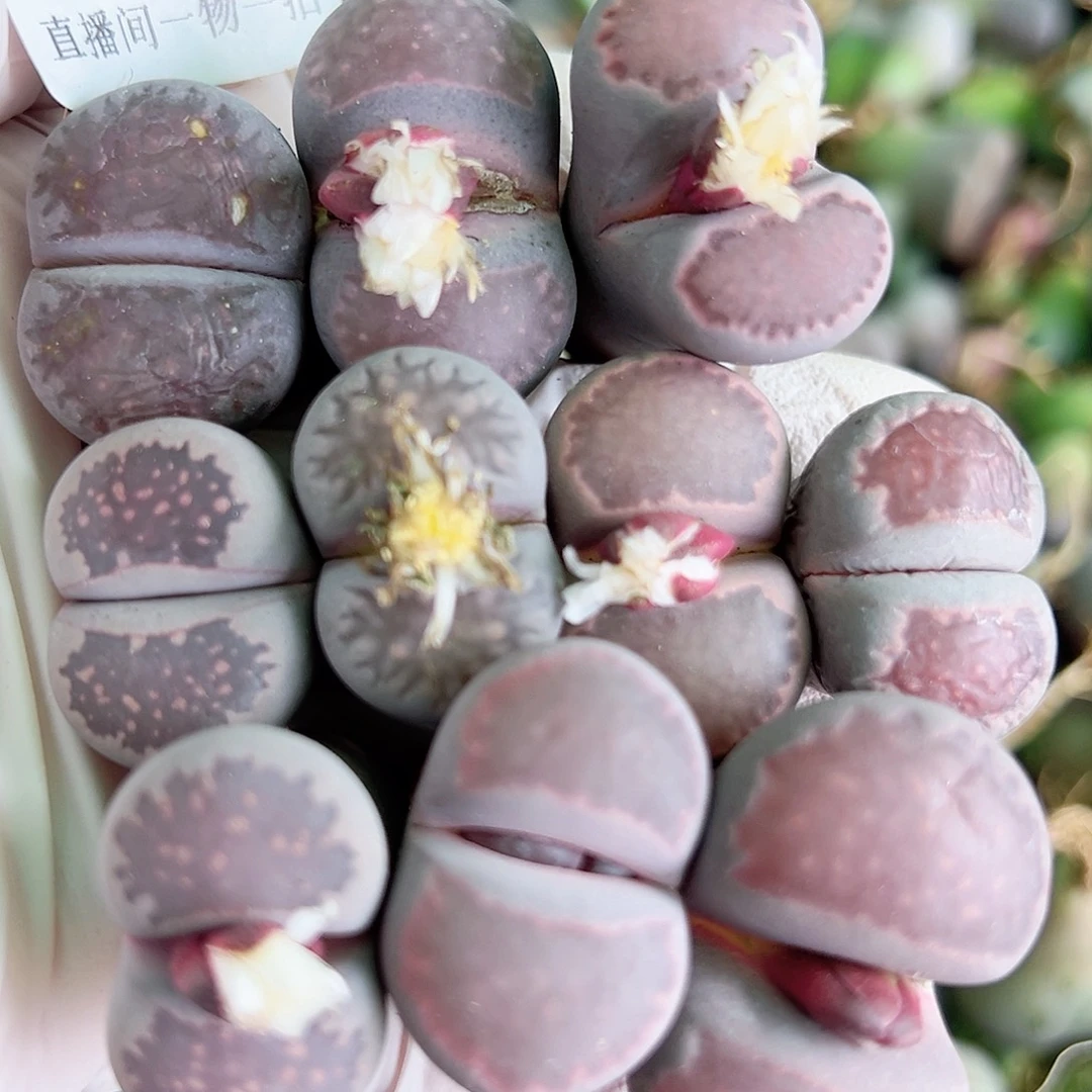 8343 好养易活生石花大母本10个大长腿特价