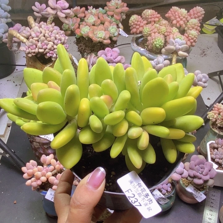 芒果奶酪237/13cm多肉