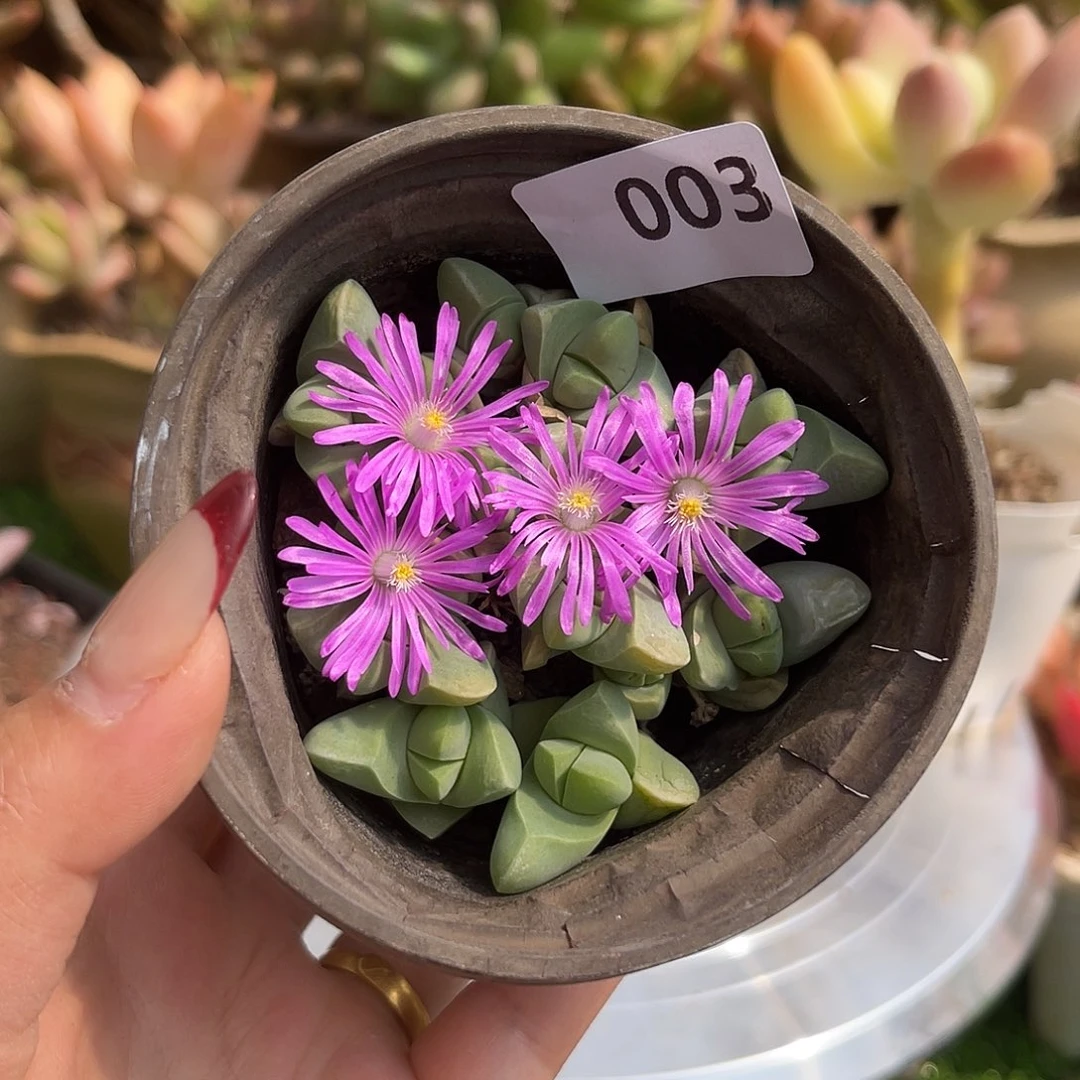 小元宝。  003。 111112112