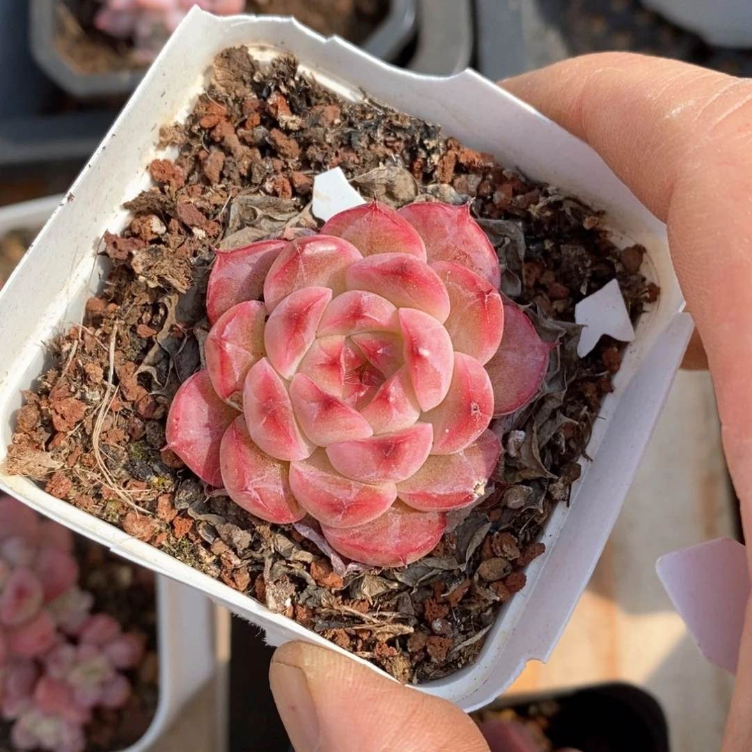 精品多肉一物一柏不包整144