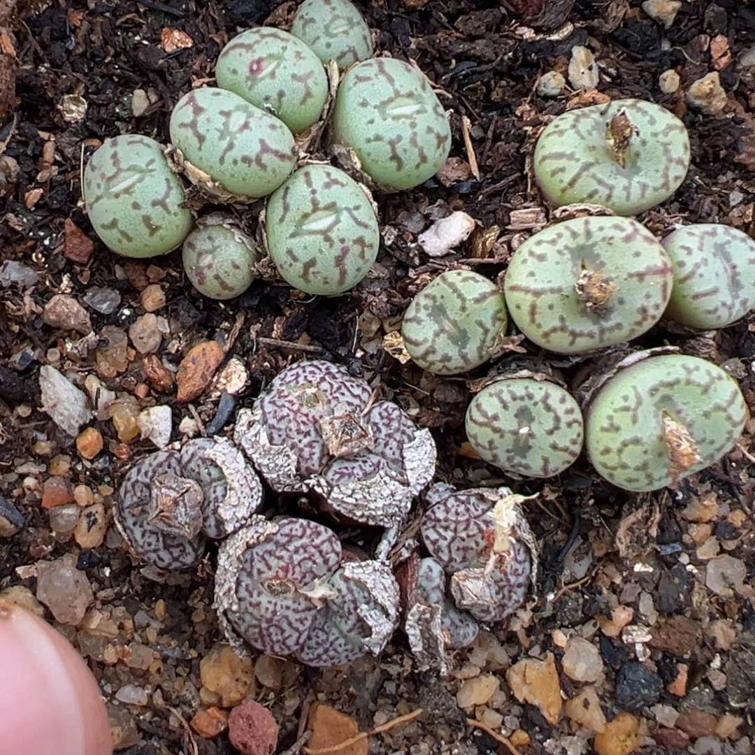 12.3好看的多肉脱土发货077