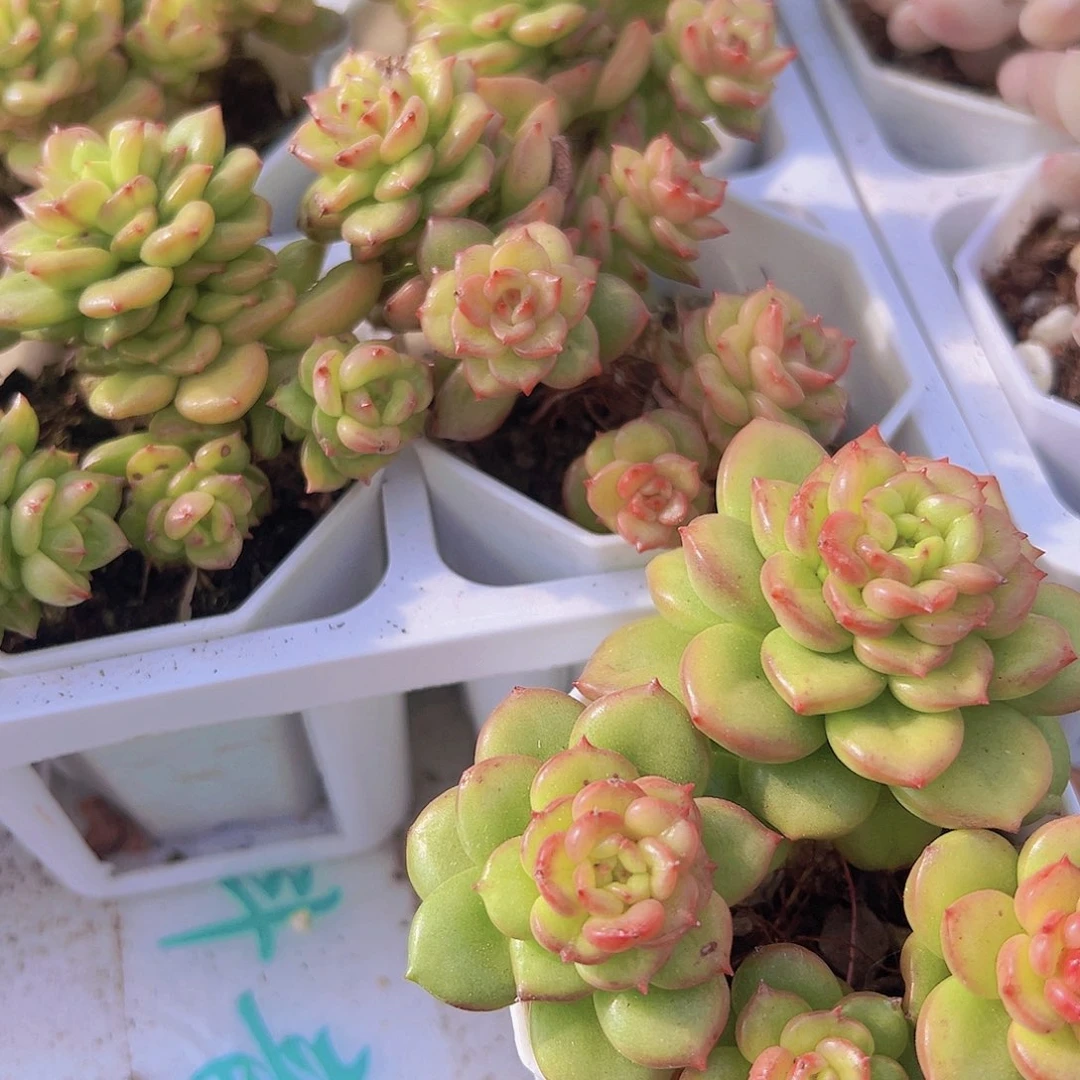 苹果花19包邮多肉植物