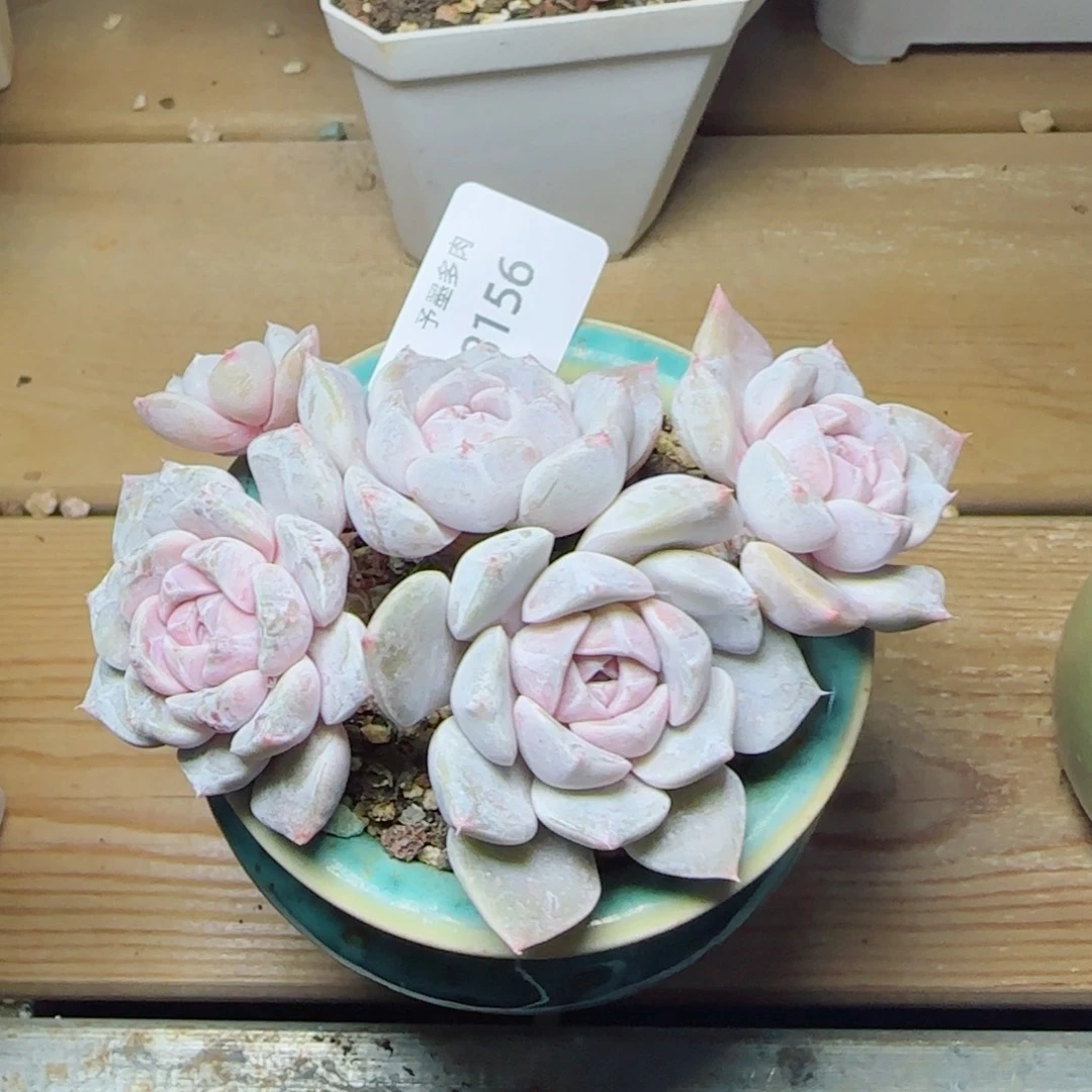 汉堡裙无砍，8156多肉植物