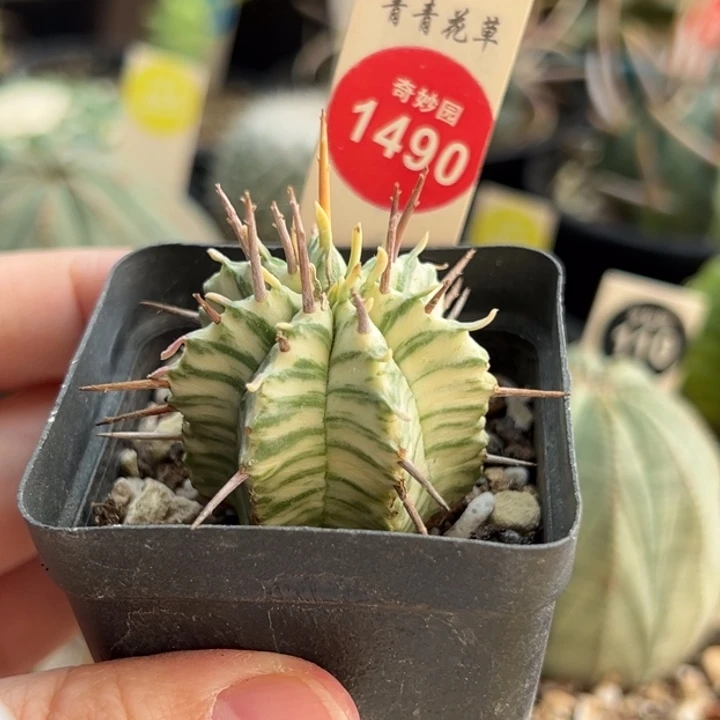 强刺斑马锦一棵仙人球