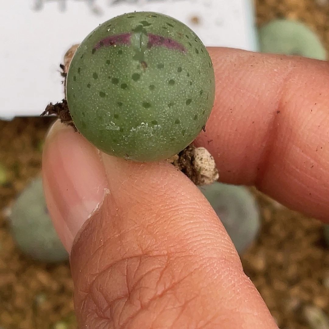 4-21比卡丘多肉植物肉锥