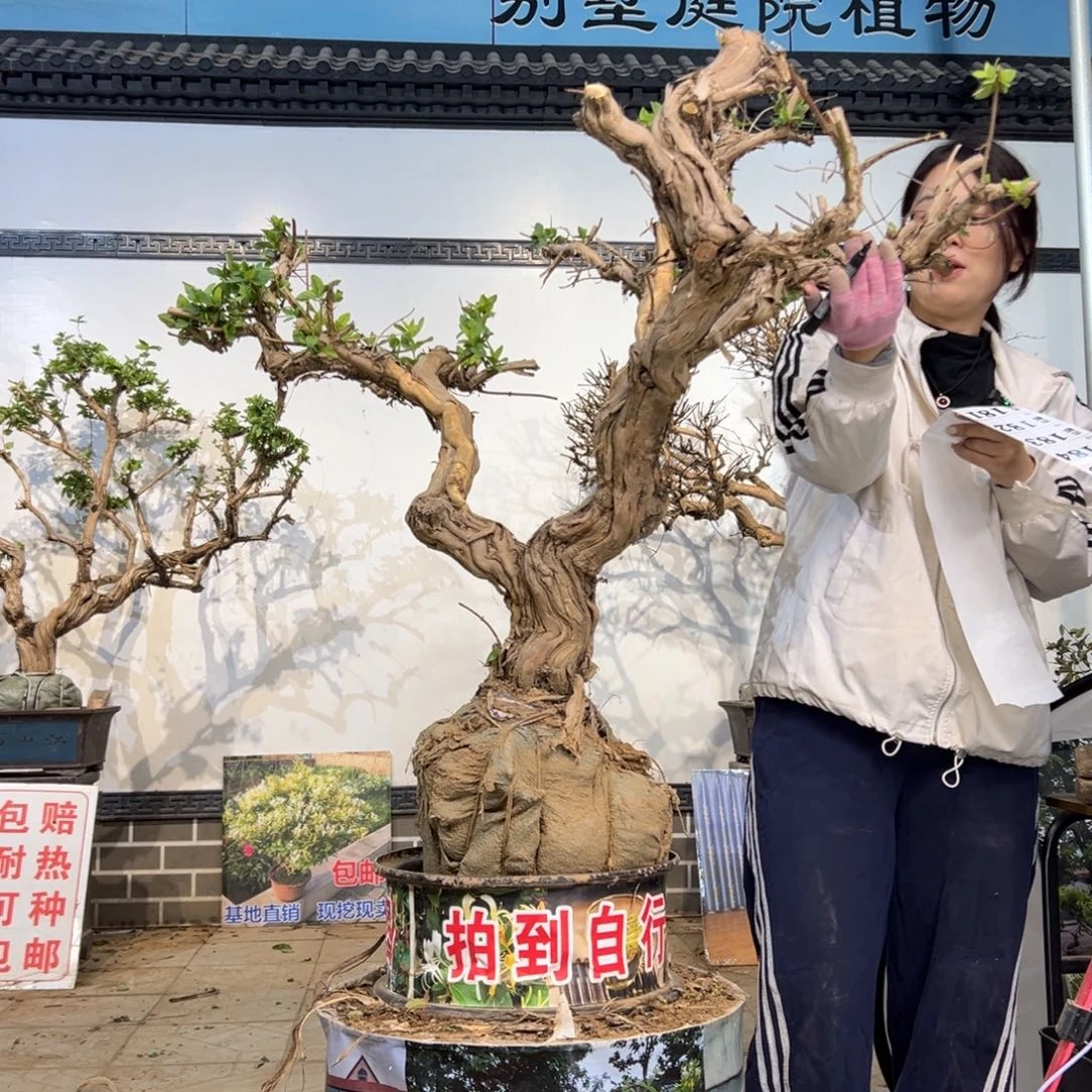 无花朵金银花85888