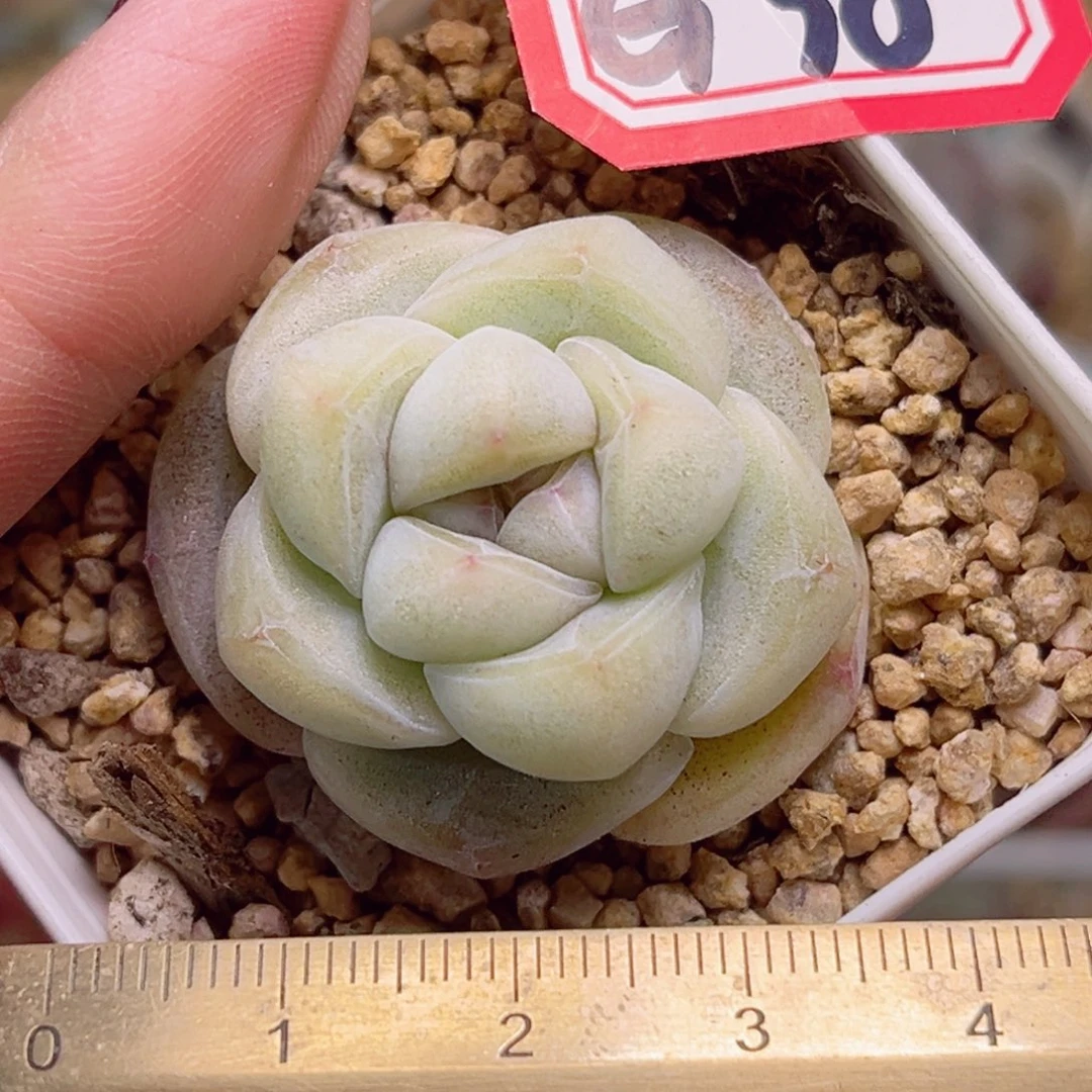 G38一物一拍 胖头玉