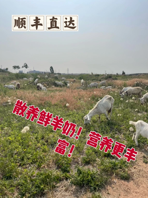 顺丰直达鲜羊奶现挤羊奶无添加纯羊奶瓶装鲜羊奶每日现挤牧场直供