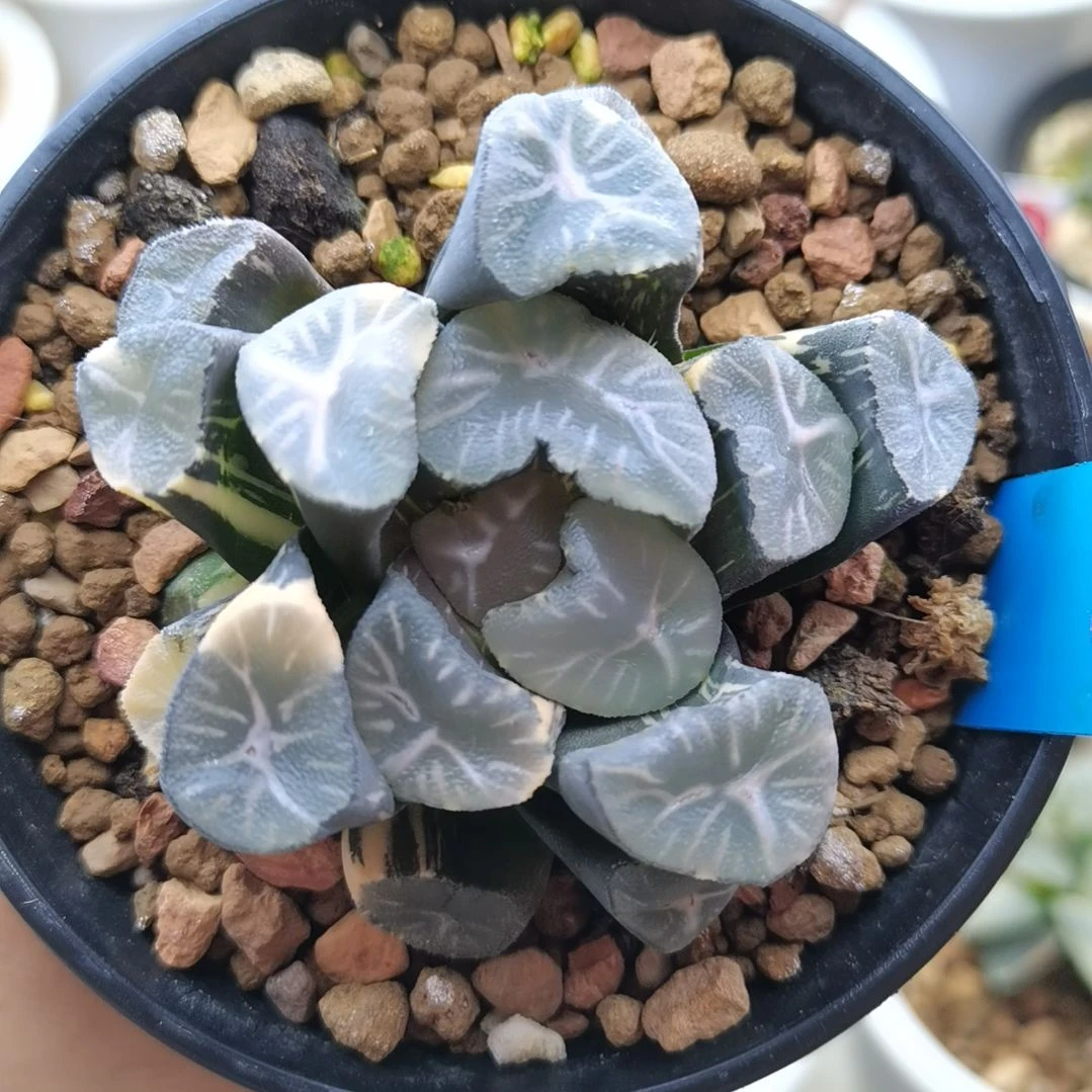 67号万象锦一物一拍带盆土发货