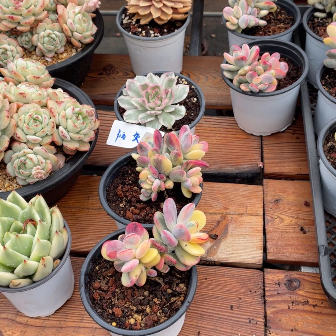 ?**猫淘多肉乒乓福妮锦两个