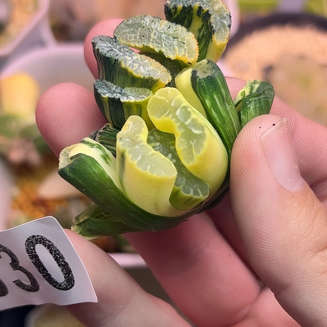 M***王830超值组合十二卷多肉植物