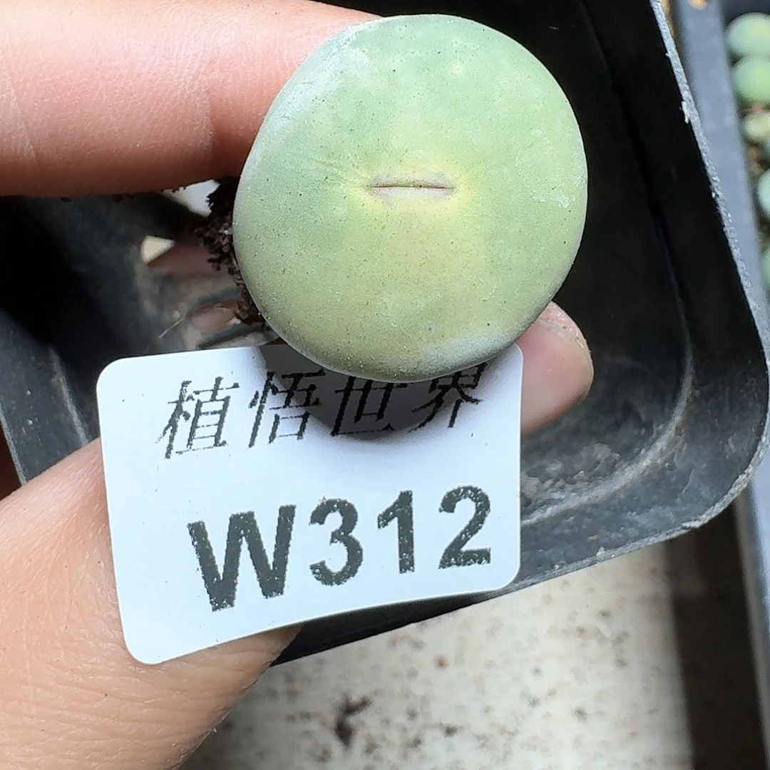 312号多肉植物哇f c