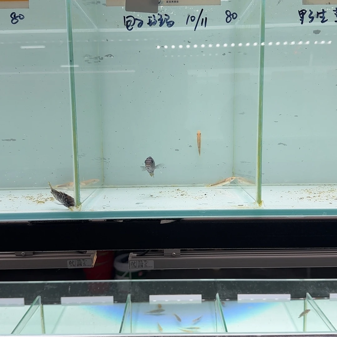 慈鲷枫*舞2113号包子斑马