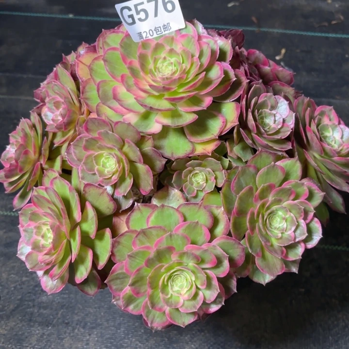 凯****⁵瑞妈多肉1.28.576