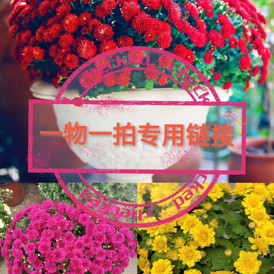 千头菊盆栽花苗易爆盆好养适合阳台庭院多年生花卉