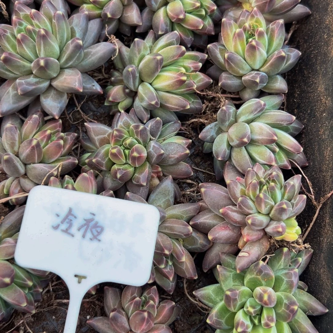 6颗大小不等冷夜好好