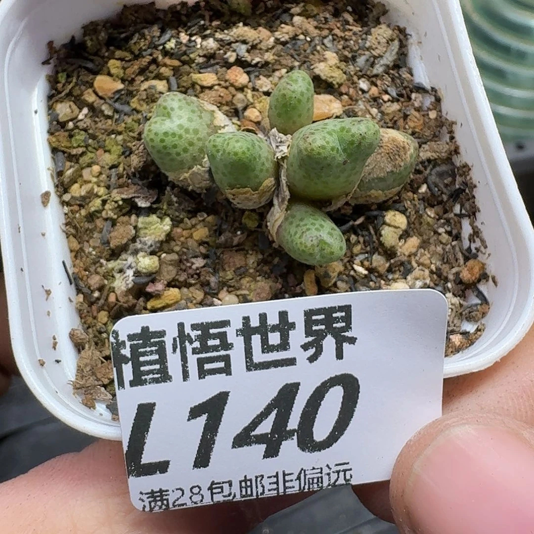 的植物的润泽fghn