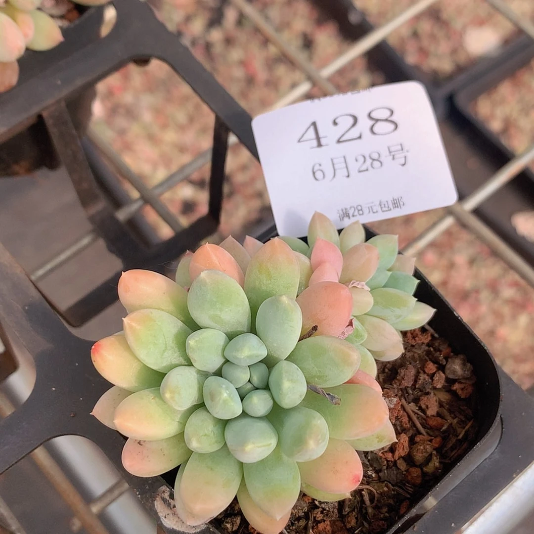 【闪购商品】云428号