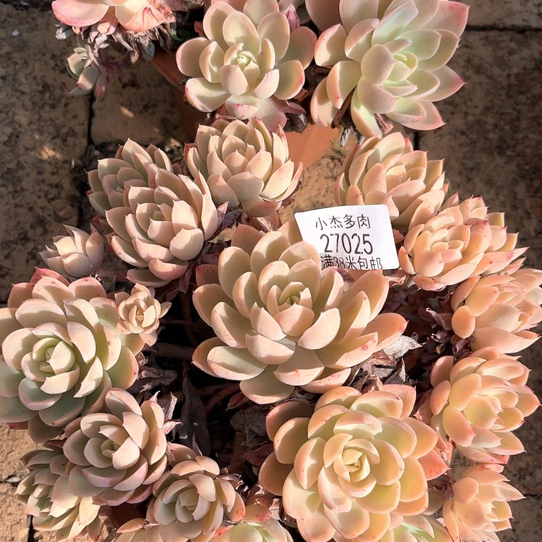 丝绸面纱面27025