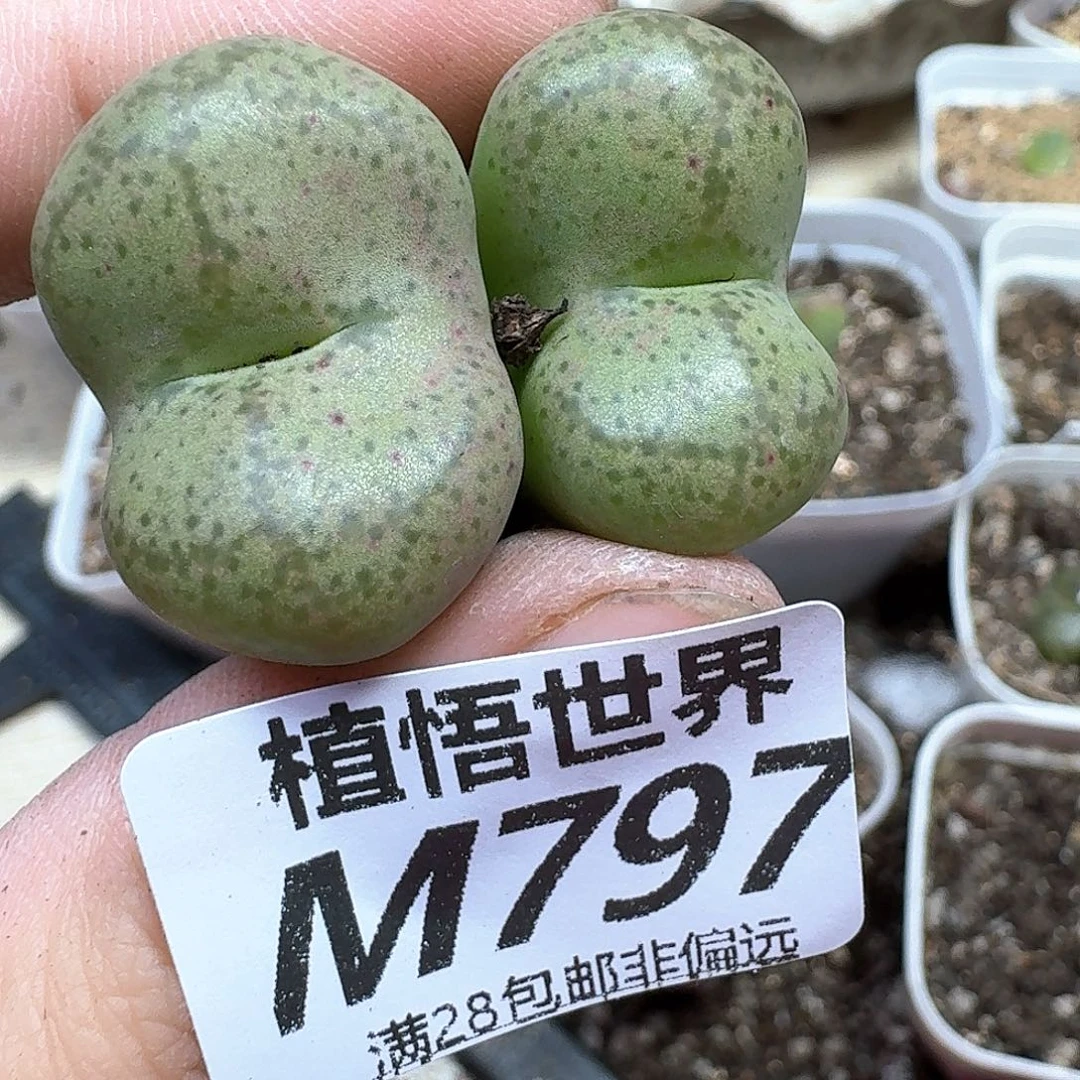 多肉植物的润泽和c