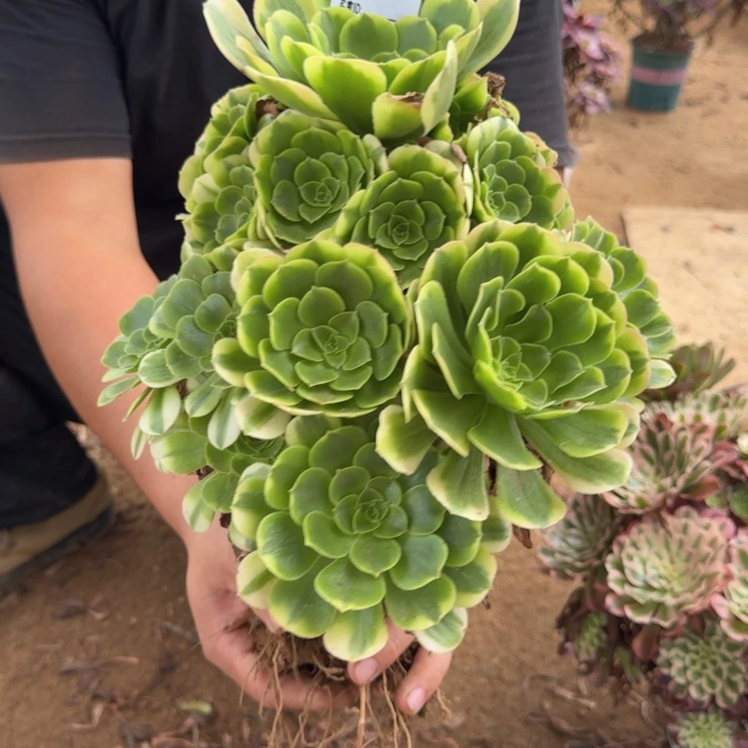 421辛尼亚多肉植物