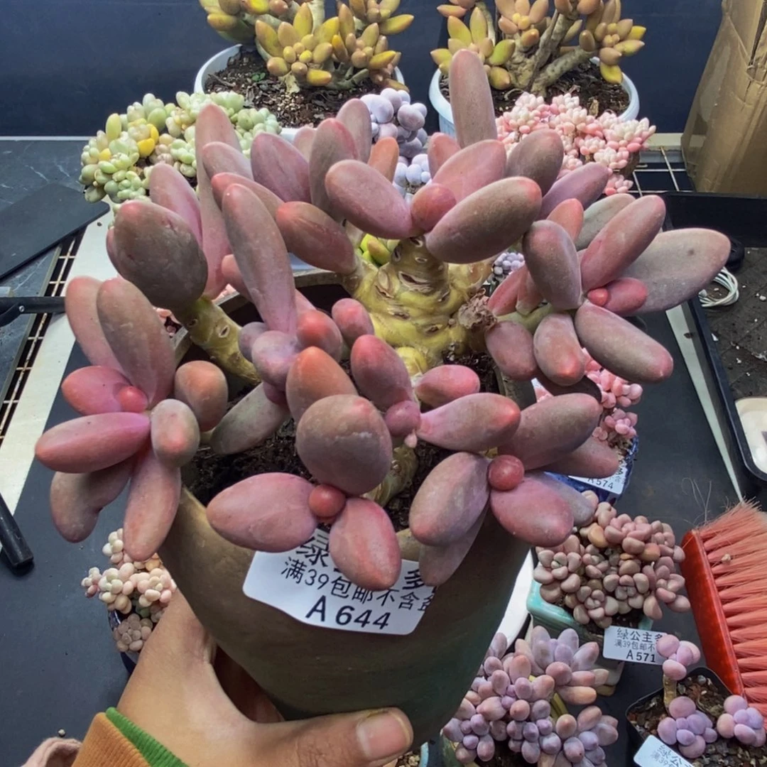 644糖果美人多肉10c m