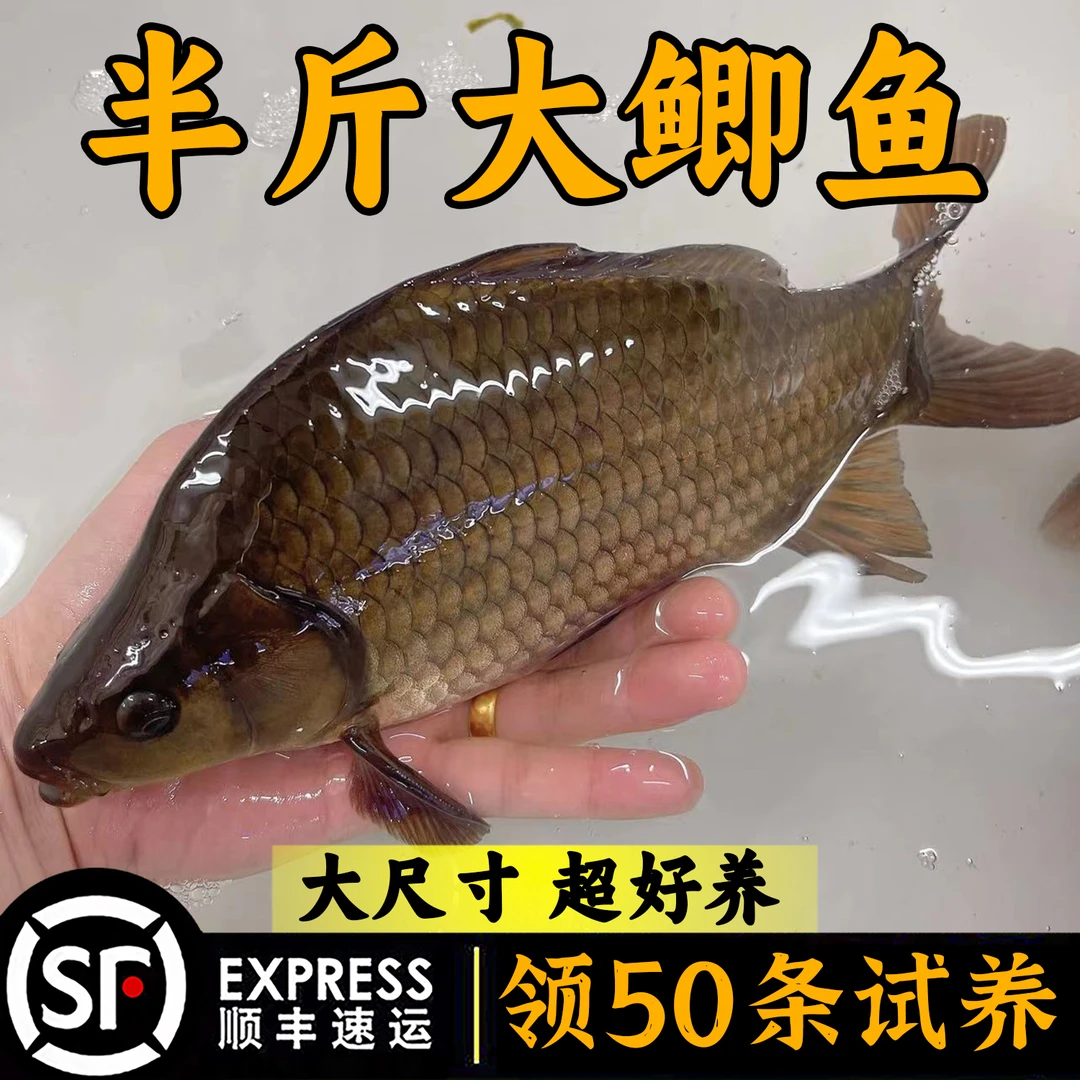 优质鲫鱼黄金鲫鱼中科5号鲫鱼本地鲫鱼淡水活体鲫鱼
