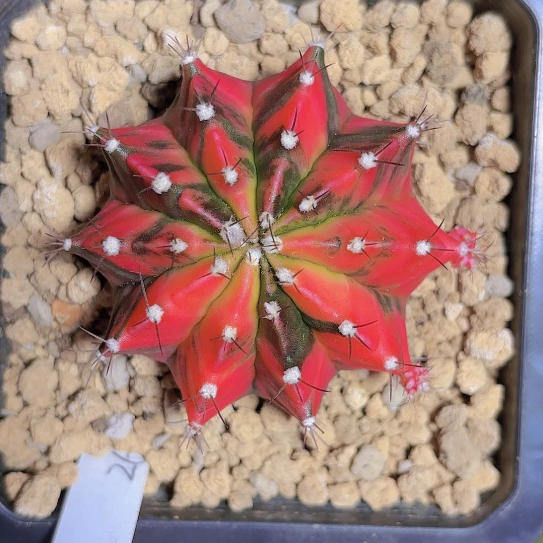 泰系实生米哈仙人球70号