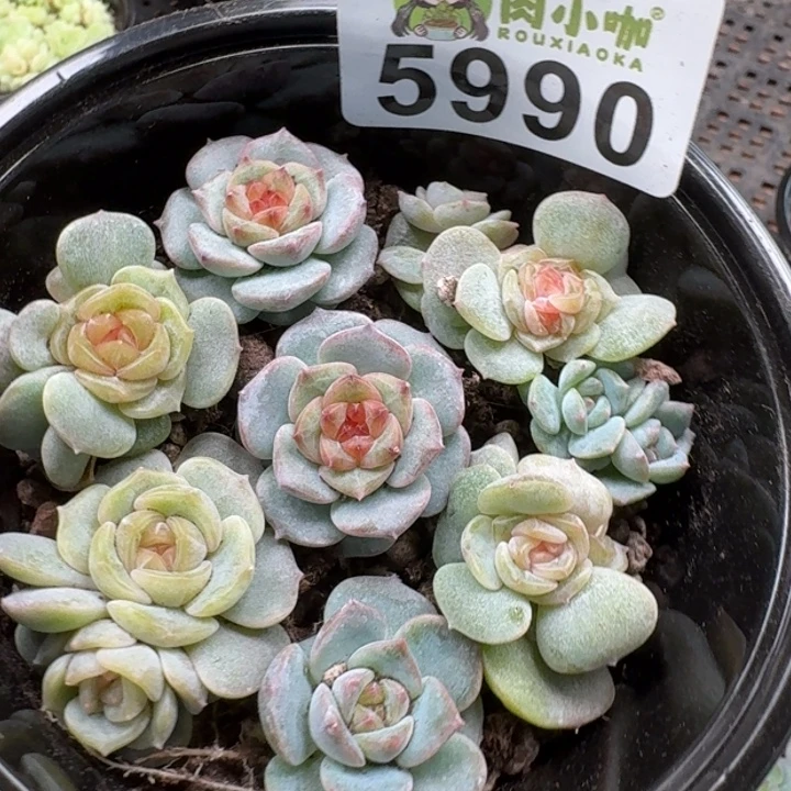 多肉植物多肉植物