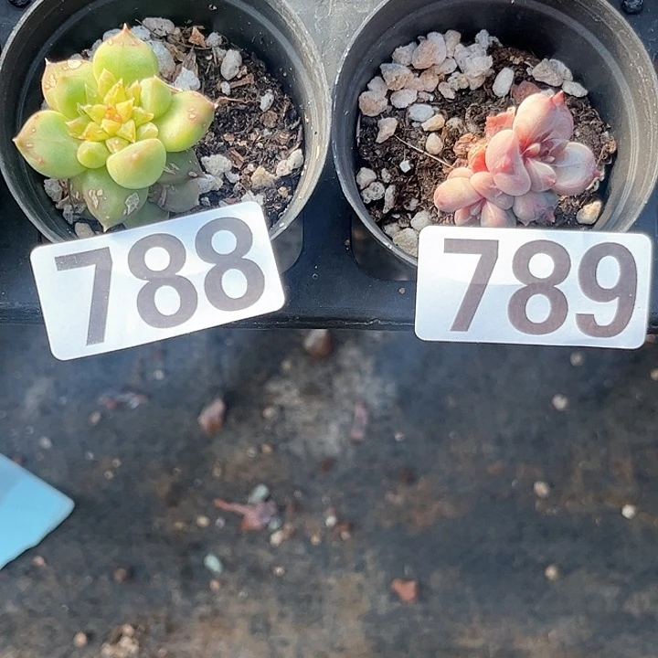王*人多肉植物一物一拍