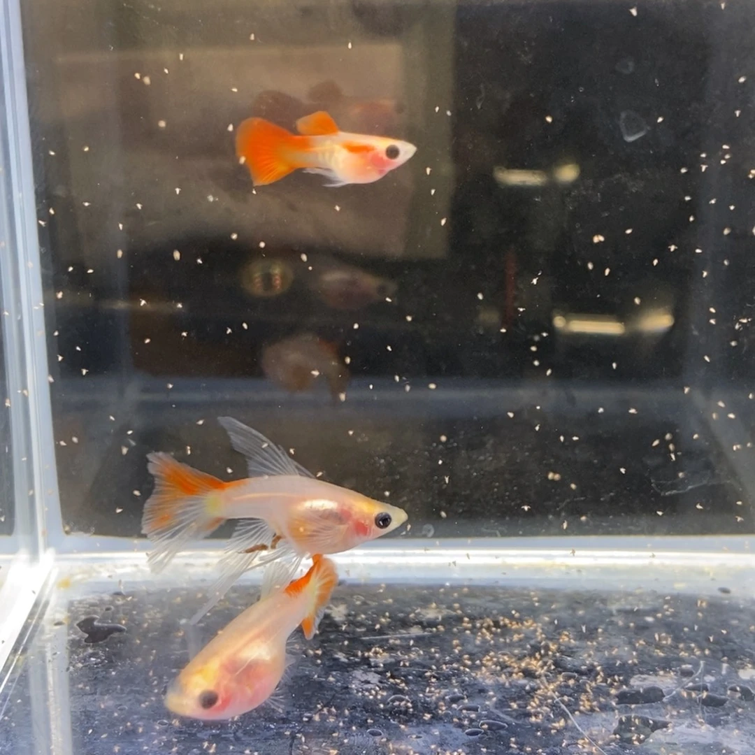 孔雀鱼琉璃玻璃猫c三条