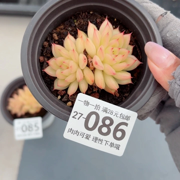 黄闪光无盆土无盆土发货