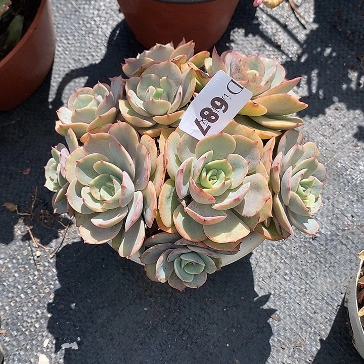 卷****687白雪公主多肉植物