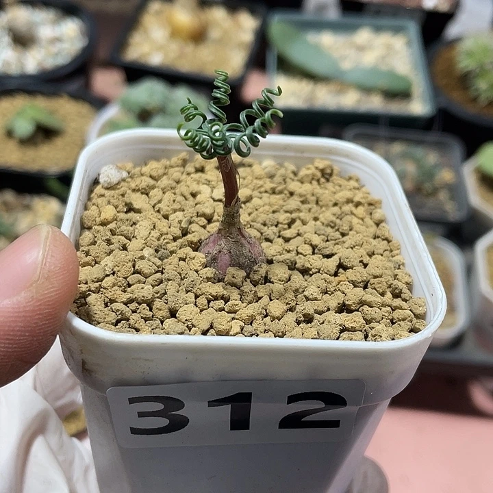 312GL蚊香弹簧草，