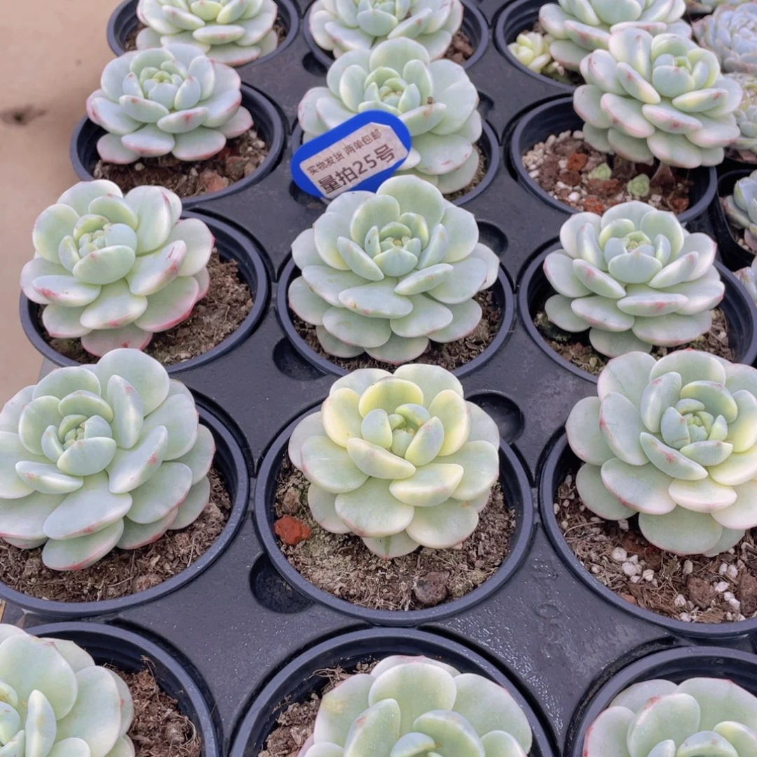 量拍25号 香草锦单头一个