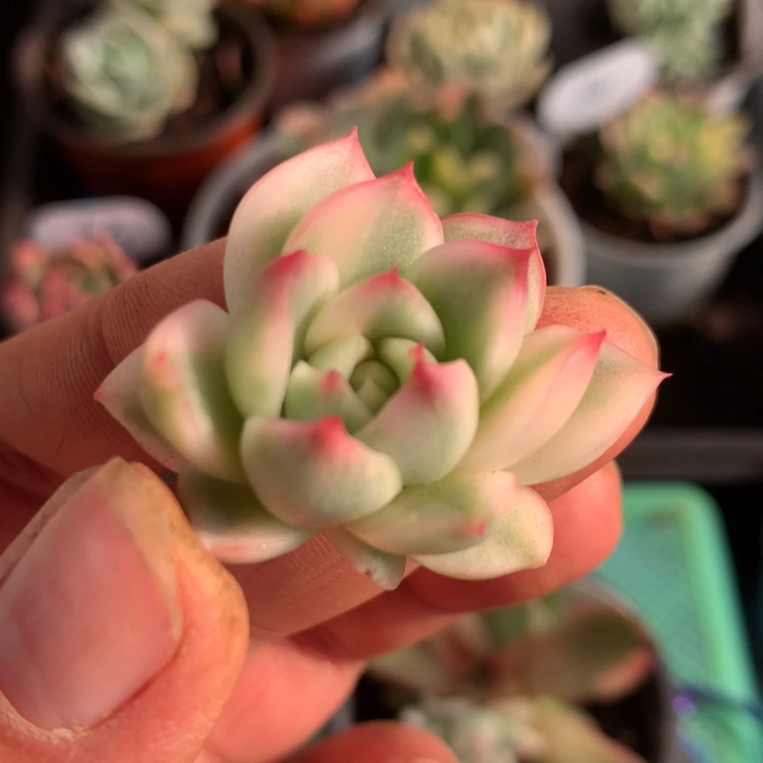 卡利斯托侧牙l j j j j j j