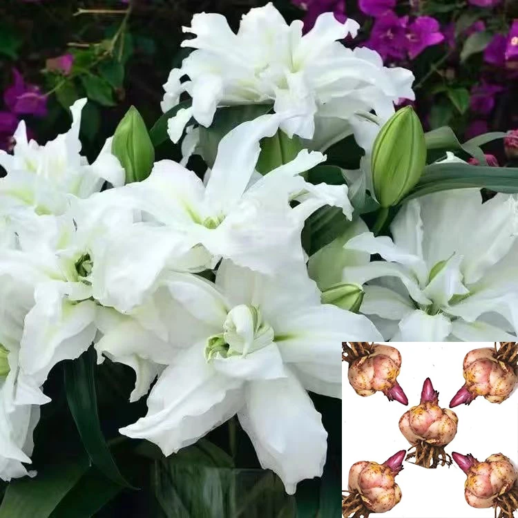 香水百合花种球浓香型花卉四季种植耐寒耐高温好养活