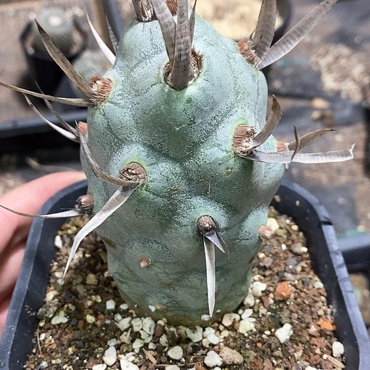 孤品自根巨型武藏野6.4cm