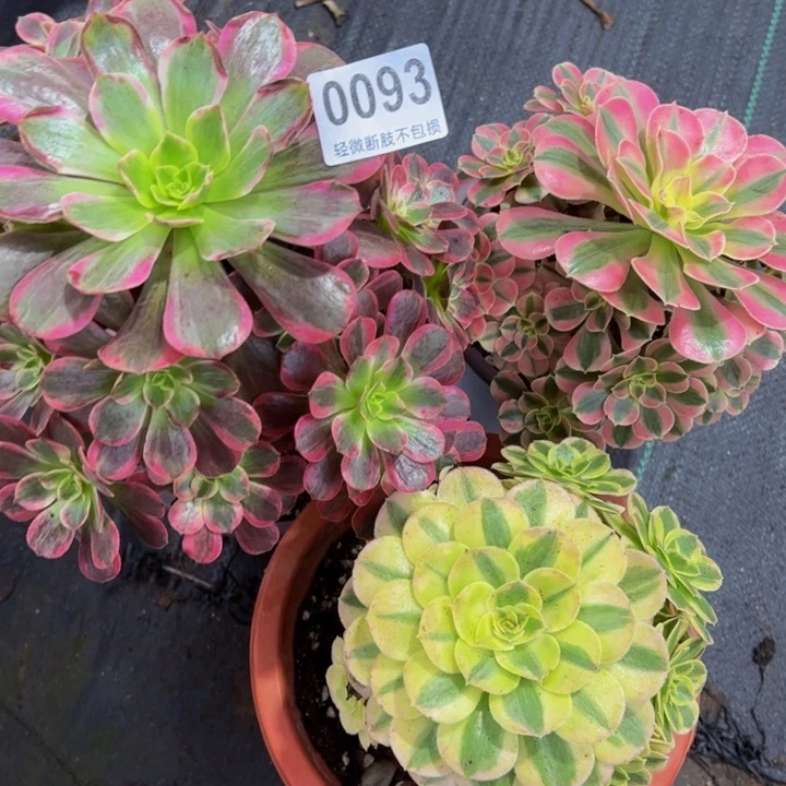 三颗组合0093333333333