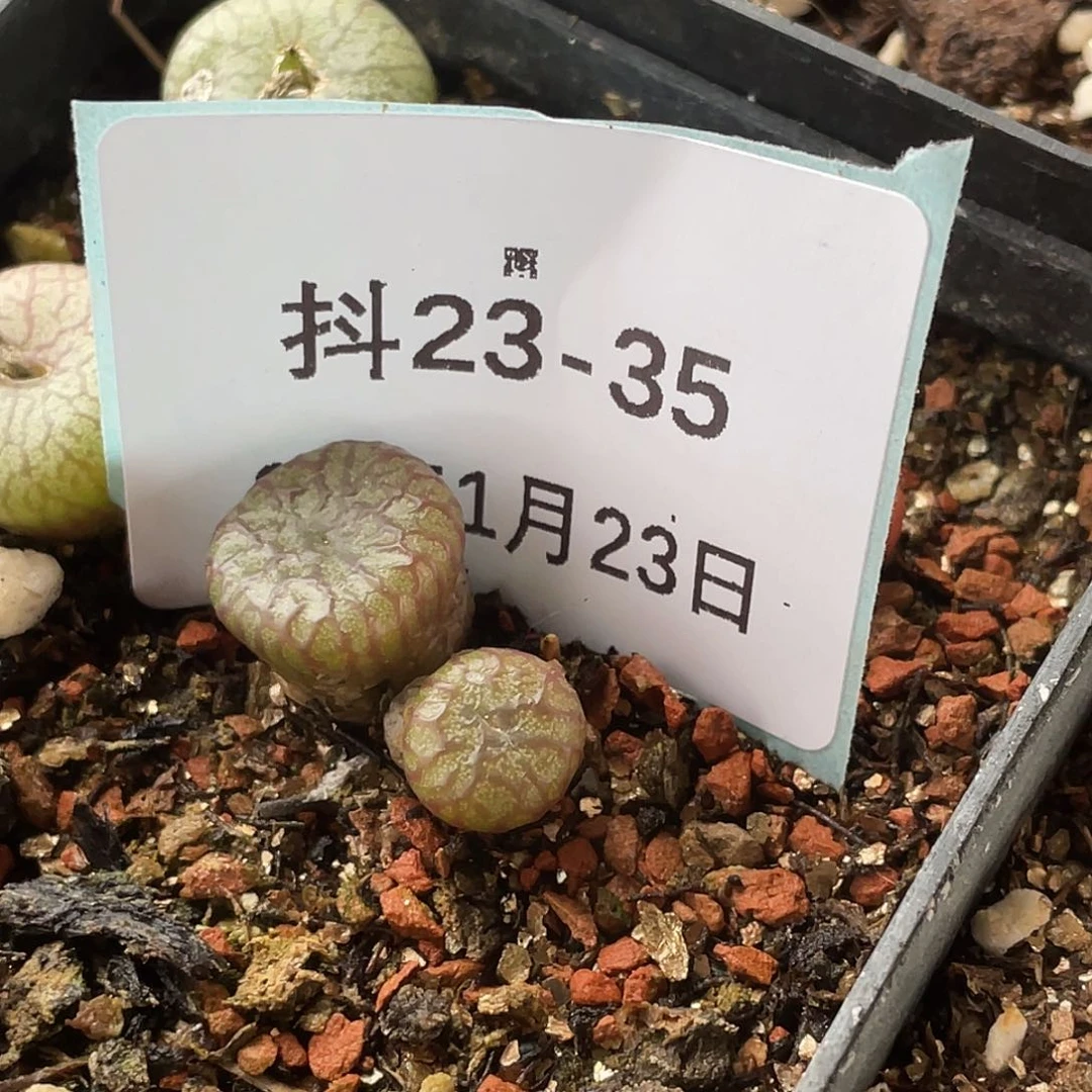 D****k23-35肉锥多肉植物