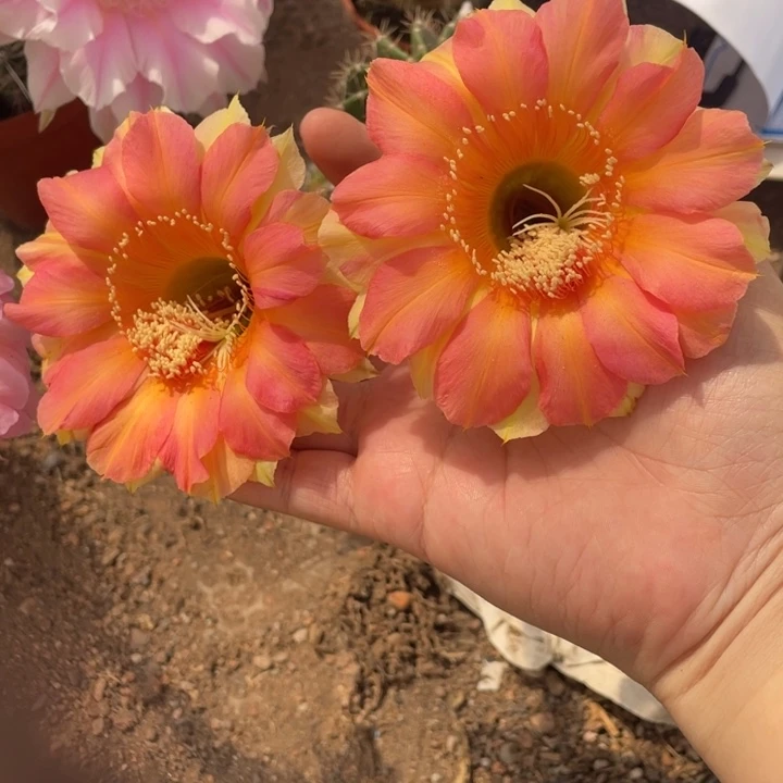 榴***香实生彩草摘花脱土
