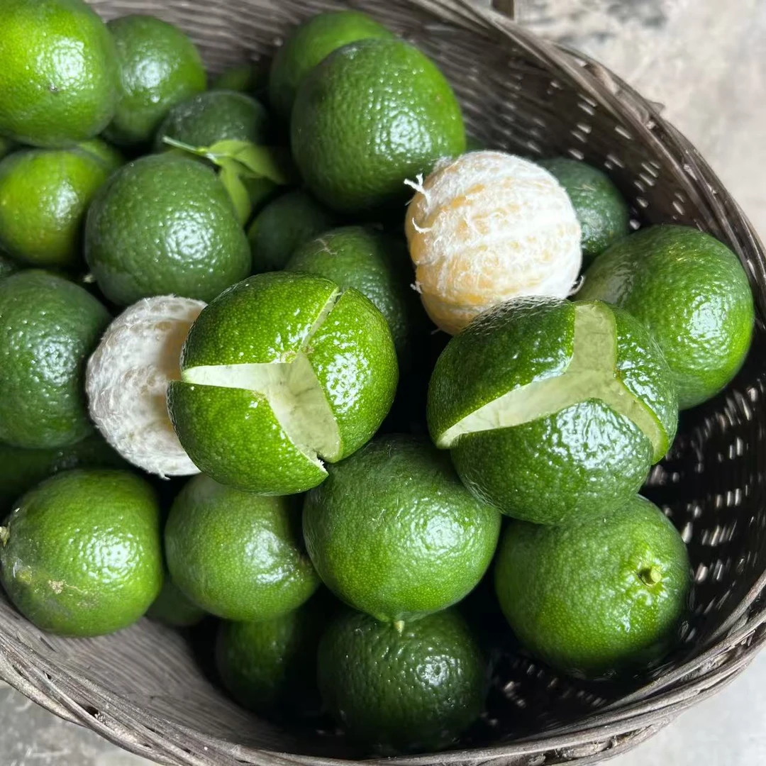 四川茶枝柑做青陈皮小青柑茶鲜果