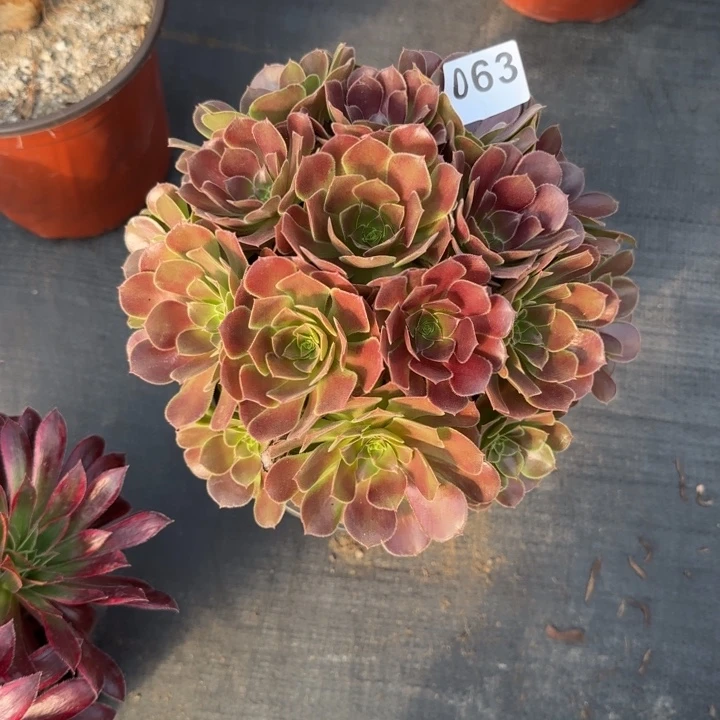 雨****多肉植物荷兰玫瑰063