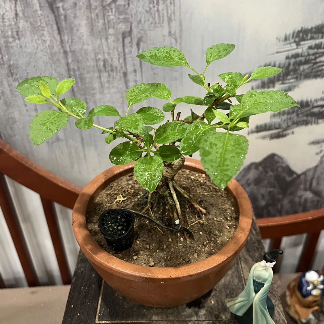 连翘盆景（又叫黄老虎，矮霸坨根小精品）