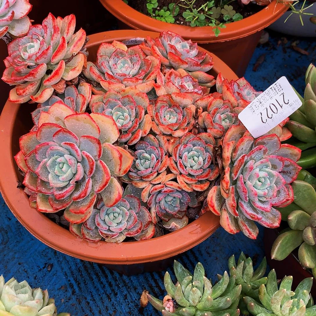 T***G   千山雪多肉21022