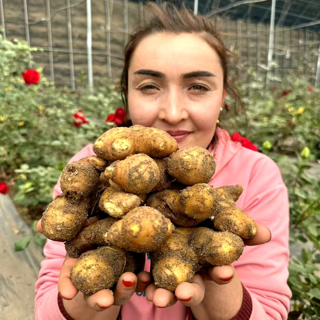 新疆产地直发沙漠小黄姜-新疆直发全国（未清洗带土）