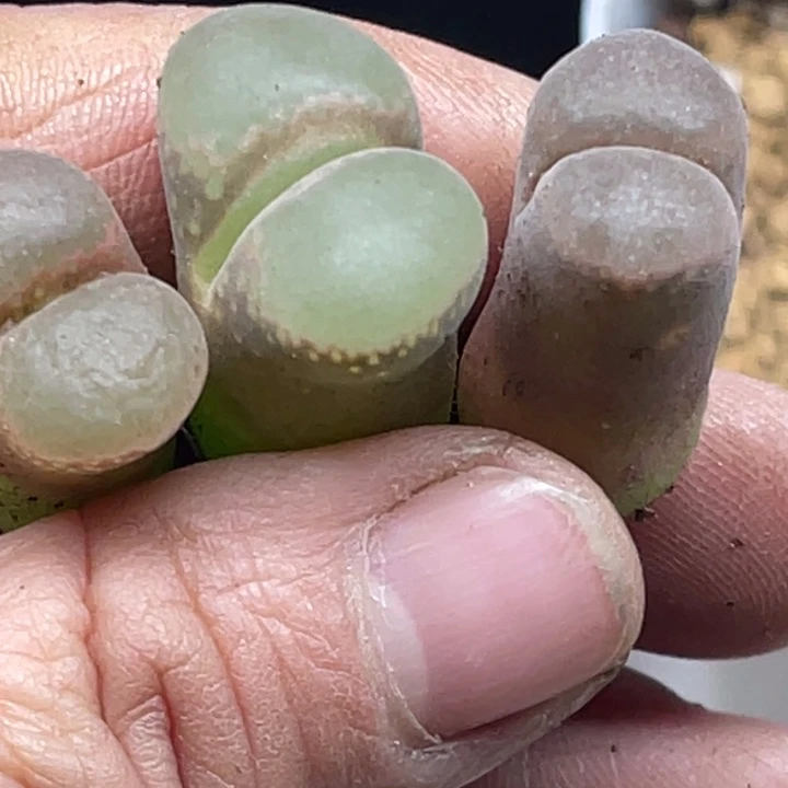 完全开放357帕法3颗