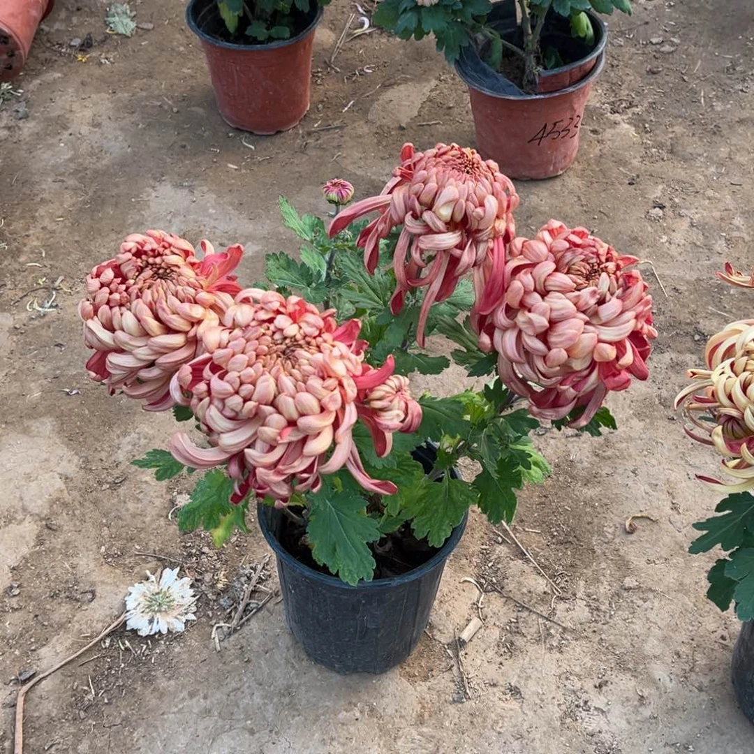 完全开放大花原盆