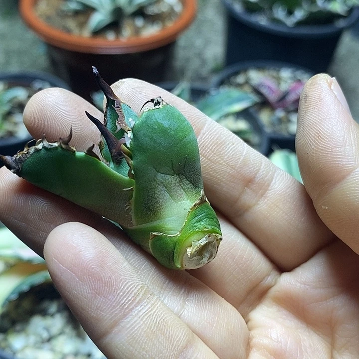 白犀牛 顶芽 无根