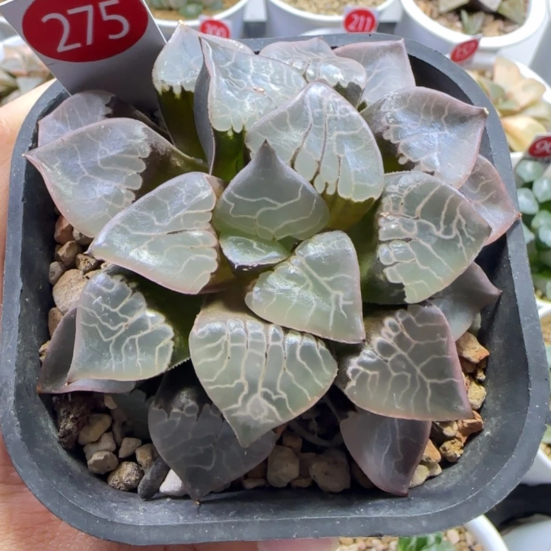 275号火凤凰克一物一拍带盆土